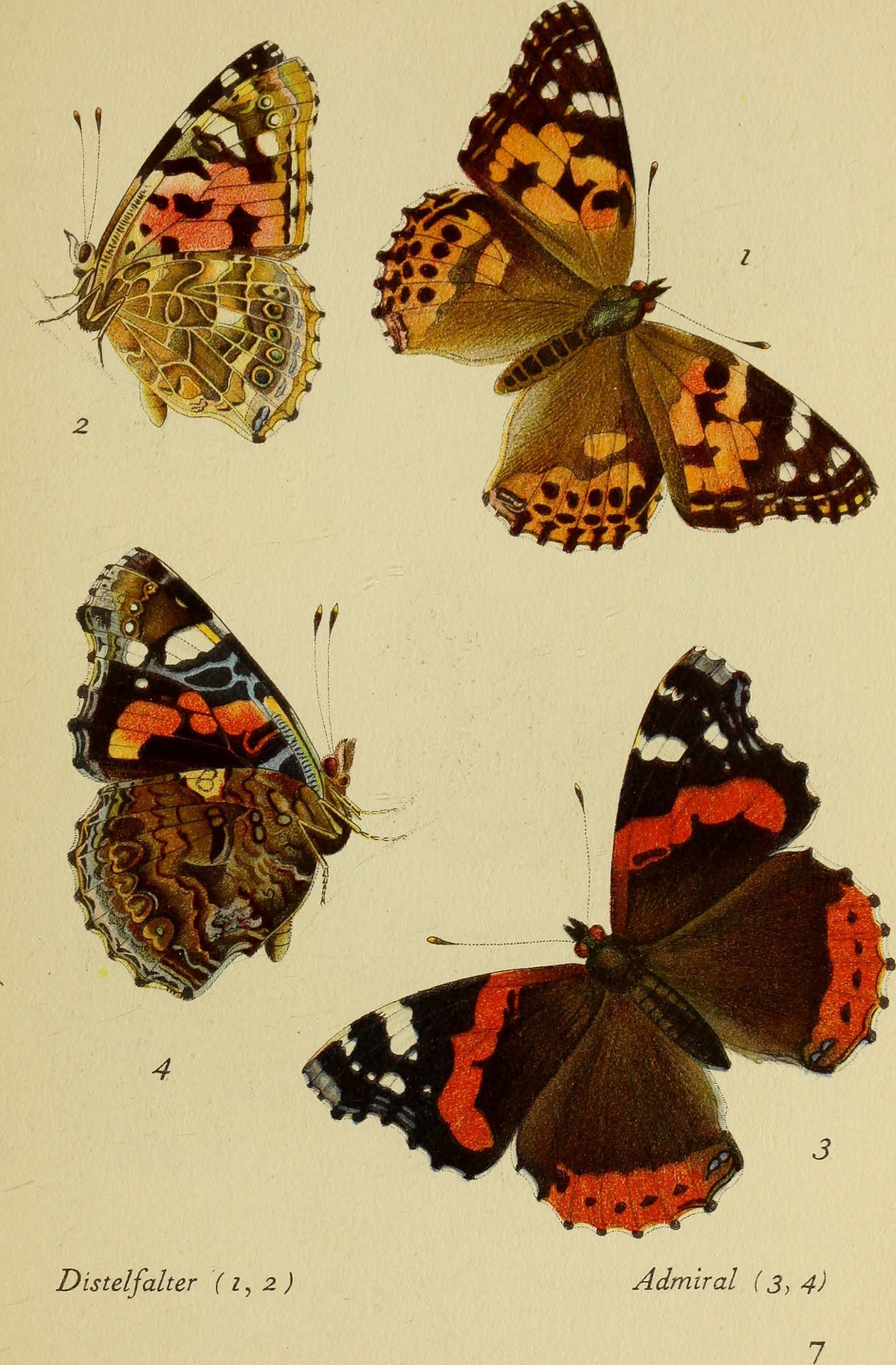 Mariposa Almirante Rojo.