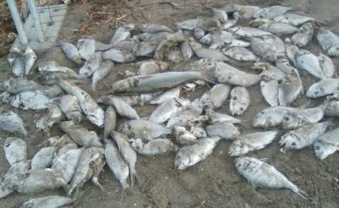 Hemos matado el Mar Menor ¿y ahora&nbsp;qué?