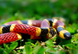 Ensayo de derecho natural (V): afinando la&nbsp;cooperación